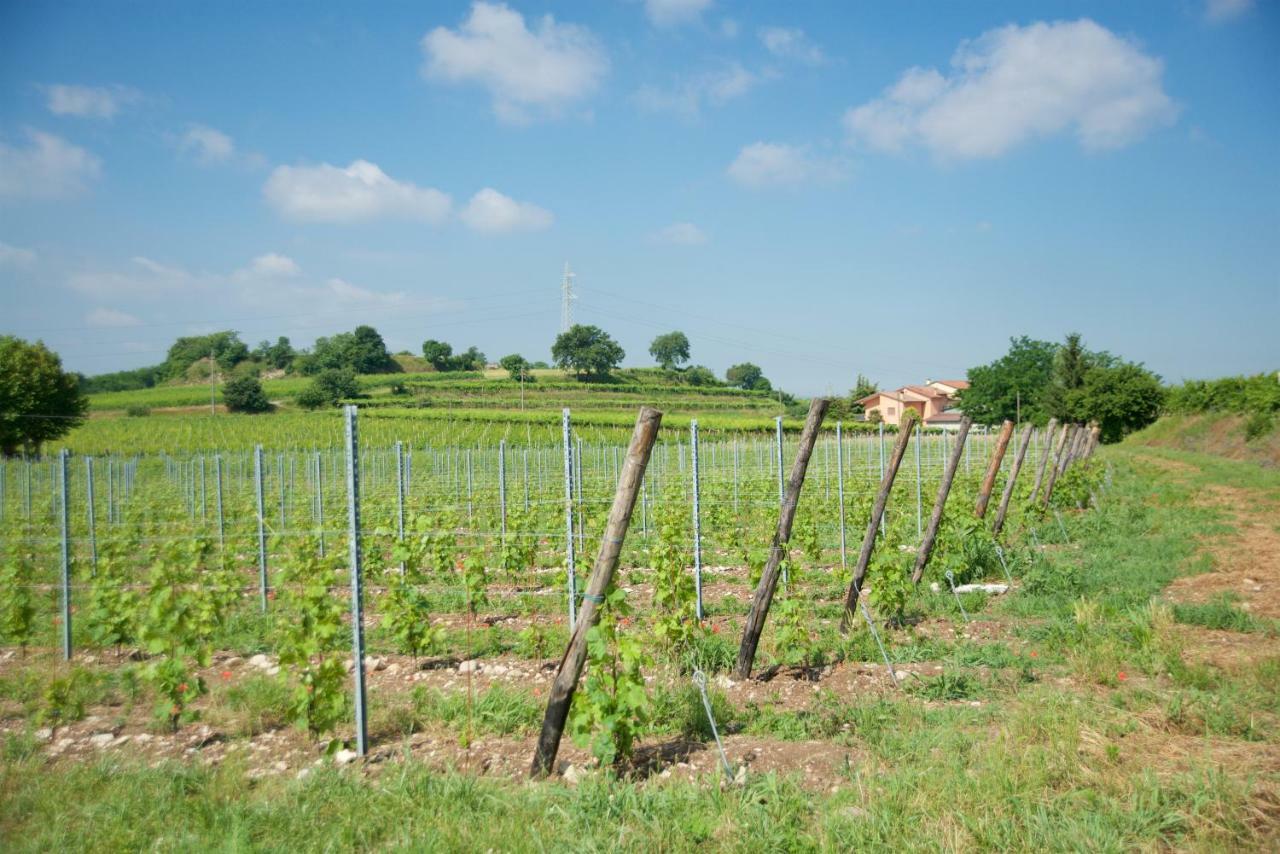 Agriturismo Albarello 소나 외부 사진