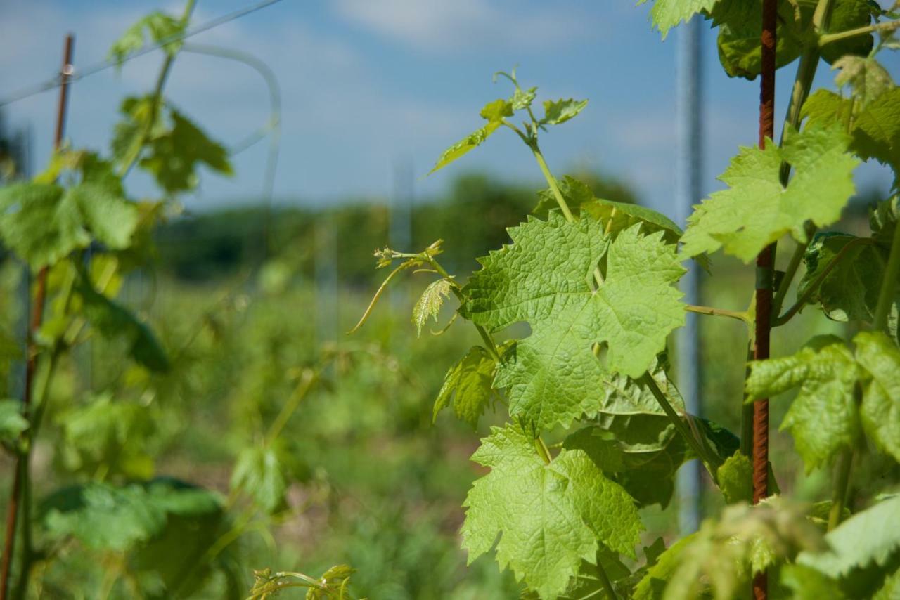 Agriturismo Albarello 소나 외부 사진